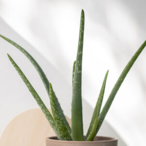 Aloe California